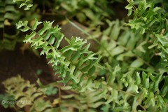 Nephrolepis exaltata